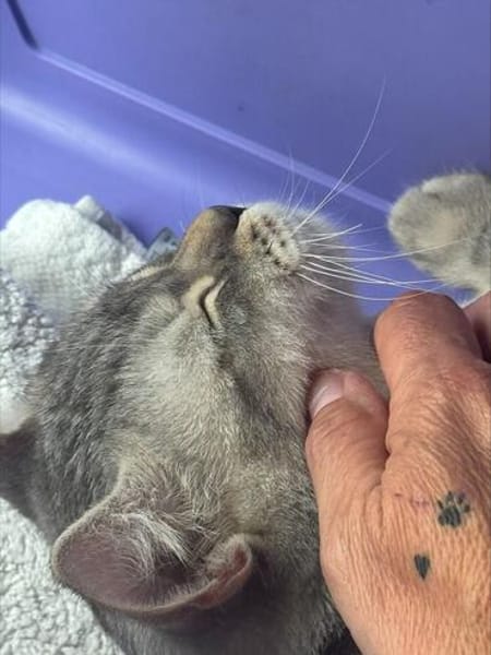 innen und außen zuckersüß : Kater Samy im Rheingau