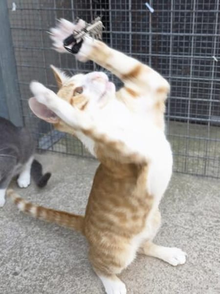 Süßer, fröhlicher Kater Andreas