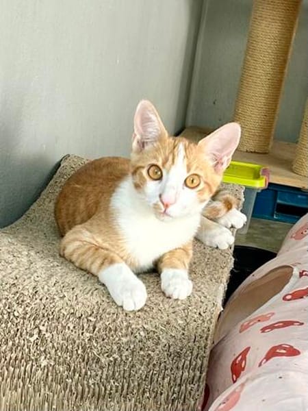 Süßer, fröhlicher Kater Andreas