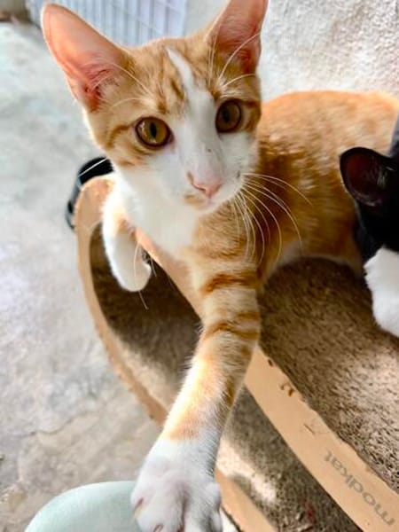 Süßer, fröhlicher Kater Andreas