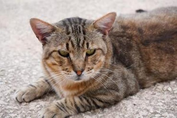 Katzenfreundlicher Kater Flick