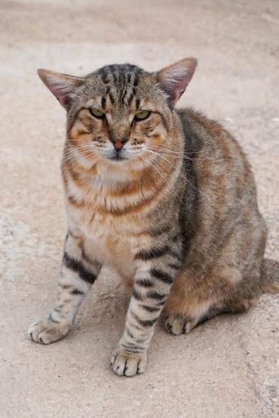 Katzenfreundlicher Kater Flick