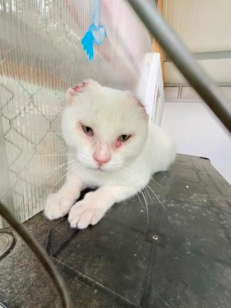 Liebevoller, verschmuster Kater Paco