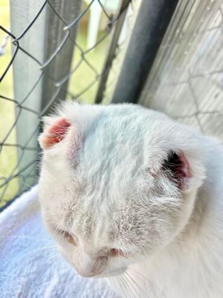 Liebevoller, verschmuster Kater Paco