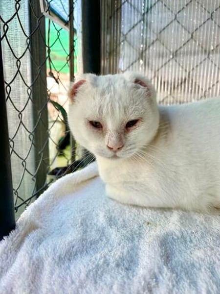 Liebevoller, verschmuster Kater Paco