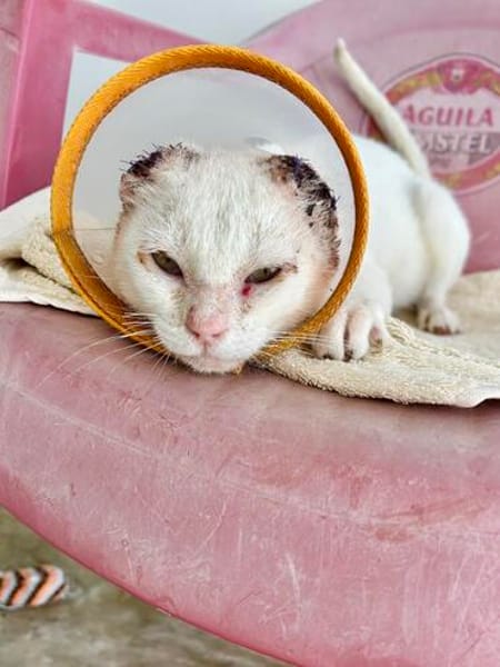 Liebevoller, verschmuster Kater Paco