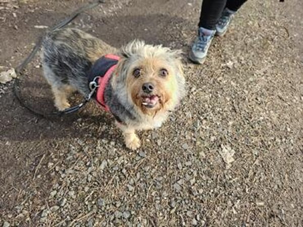 Notfell CHARLIE sucht neues Zuhause