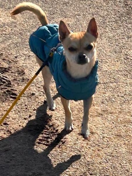 MONET  kleiner Chihuahua mit riesengroßem Herzen sucht