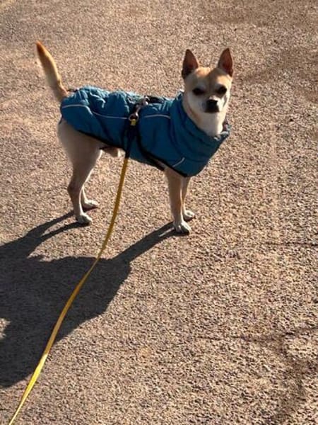 MONET  kleiner Chihuahua mit riesengroßem Herzen sucht