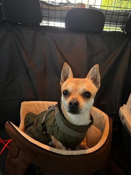 MONET  kleiner Chihuahua mit riesengroßem Herzen sucht