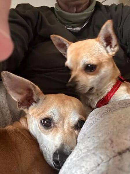 MONET  kleiner Chihuahua mit riesengroßem Herzen sucht
