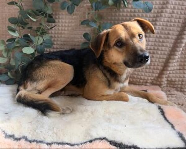 Theo - freundlicher Herzenshund sucht sein Zuhause
