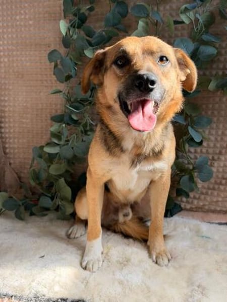 Theo - freundlicher Herzenshund sucht sein Zuhause