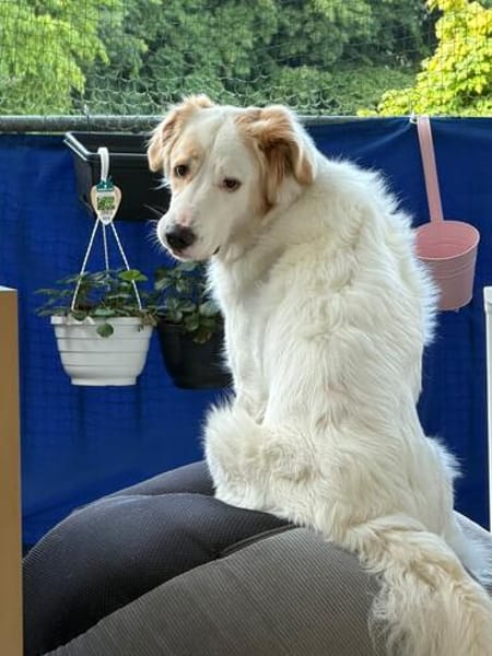 BIANCO