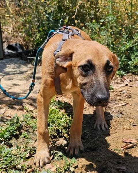 Thalia (die Blühende) sucht den passenden Garten
