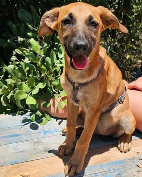 Thalia (die Blühende) sucht den passenden Garten