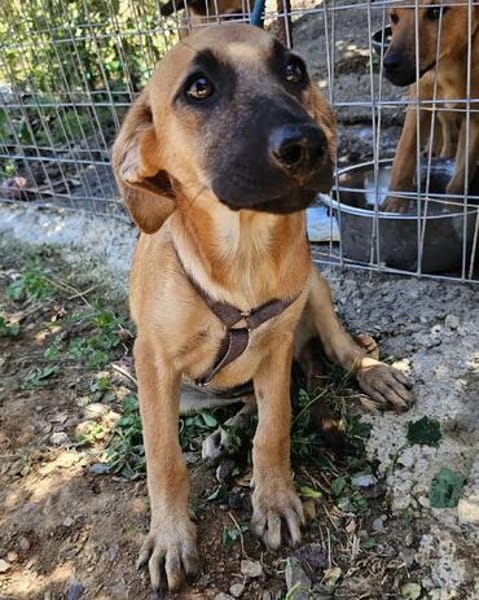 Thalia (die Blühende) sucht den passenden Garten