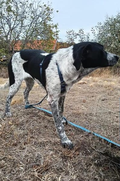 Münsterländer Mix Mädchen Zoe