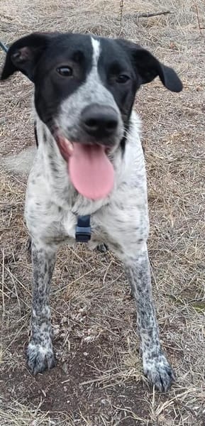 Münsterländer Mix Mädchen Zoe
