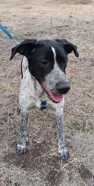 Münsterländer Mix Mädchen Zoe