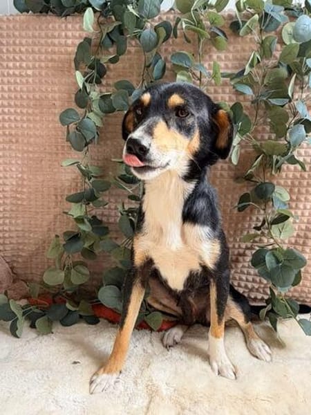 Elsa - liebevolle Hündin sucht ein Zuhause