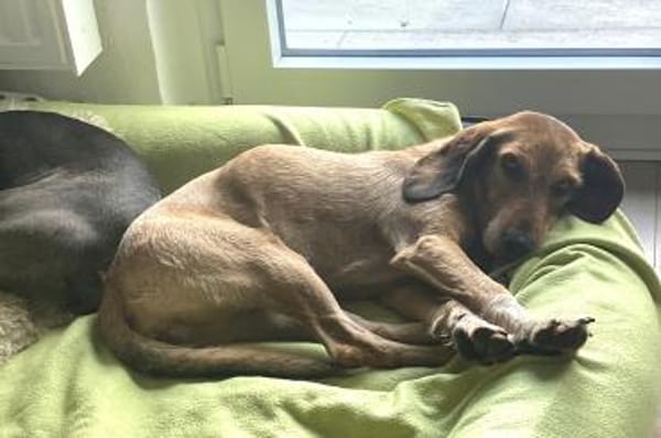 Joy - möchte endlich anfangen zu leben