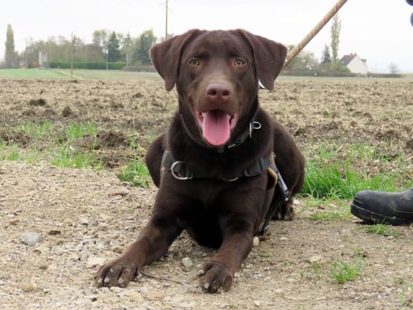 KODA (réservé)