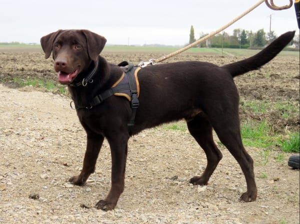 KODA (réservé)