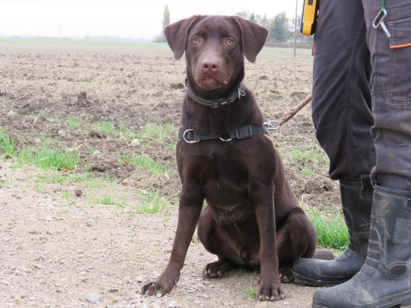 KODA (réservé)