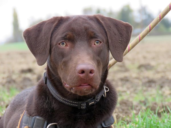 KODA (réservé)