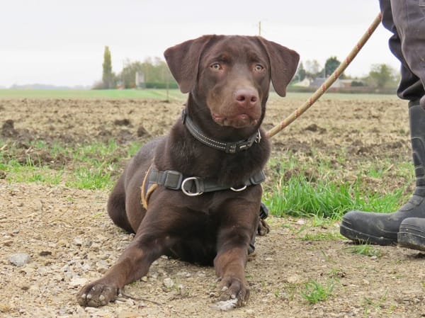 KODA (réservé)