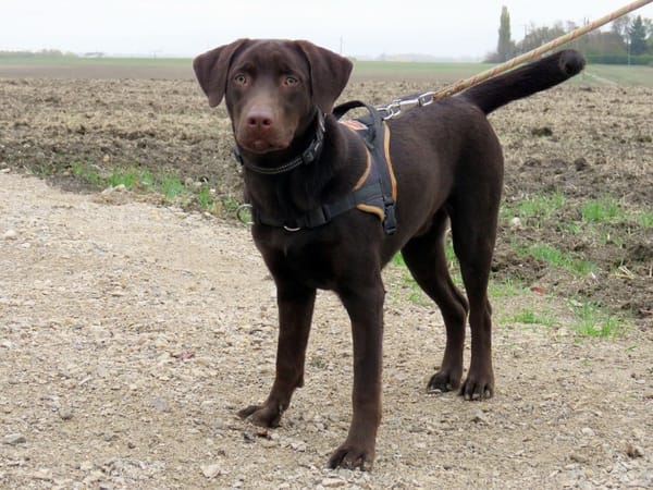 KODA (réservé)