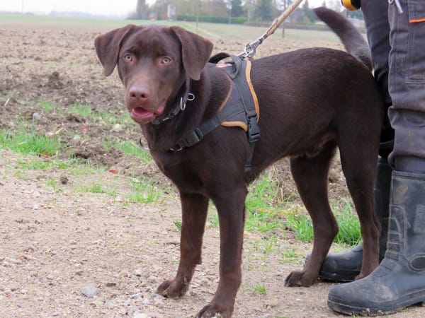 KODA (réservé)