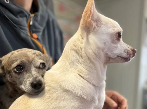PIPPA ET PERLE