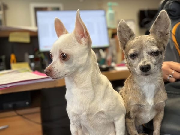 PERLE ET PIPPA