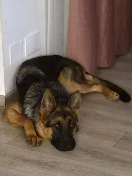 AMIRA