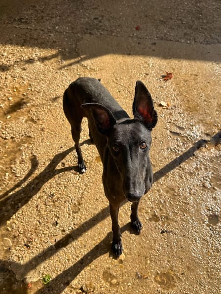 HATHOR (Animalea)