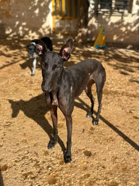 HATHOR (Animalea)