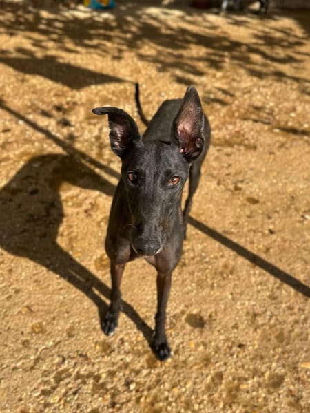 HATHOR (Animalea)