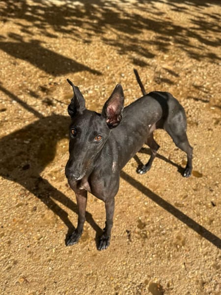 HATHOR (Animalea)
