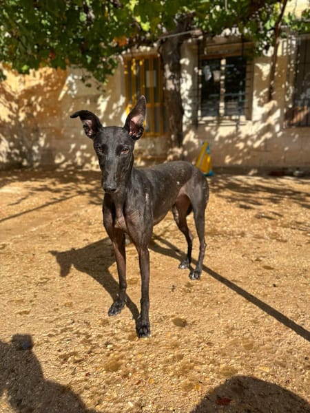 HATHOR (Animalea)