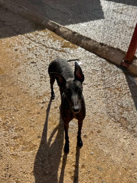 HATHOR (Animalea)