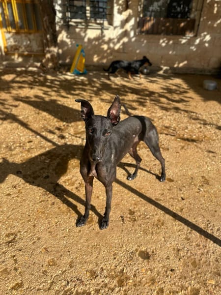 HATHOR (Animalea)