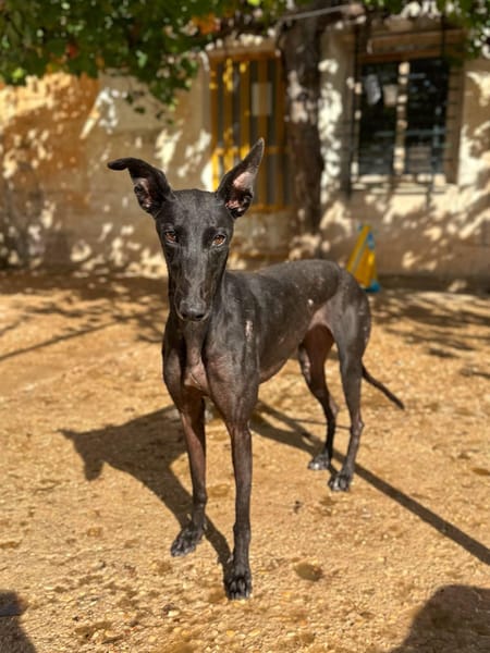 HATHOR (Animalea)