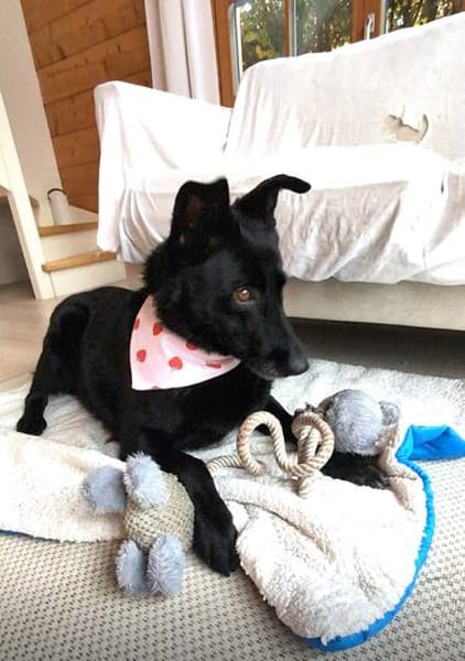 Labrador-Mix-Schmusehündin Darcy bei München (Tierschutz)