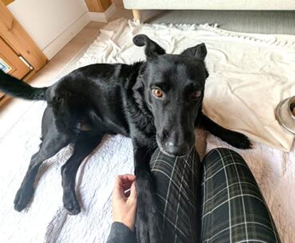 Labrador-Mix-Schmusehündin Darcy bei München (Tierschutz)