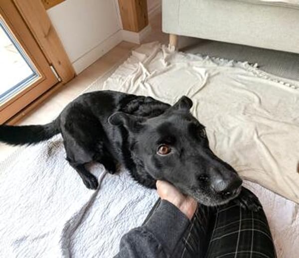 Labrador-Mix-Schmusehündin Darcy bei München (Tierschutz)