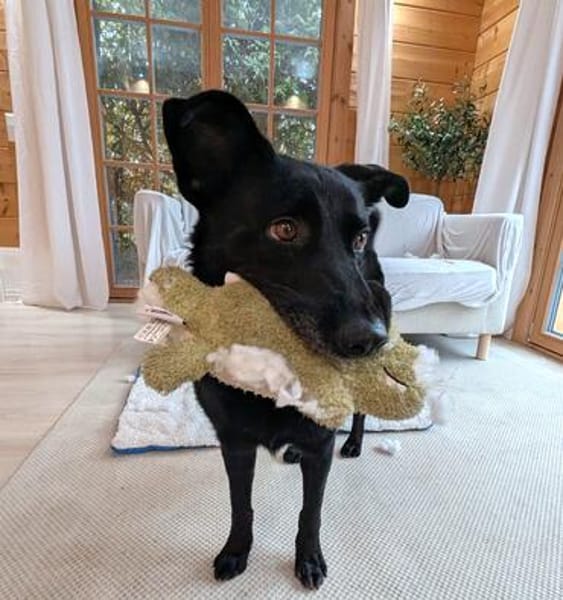 Labrador-Mix-Schmusehündin Darcy bei München (Tierschutz)
