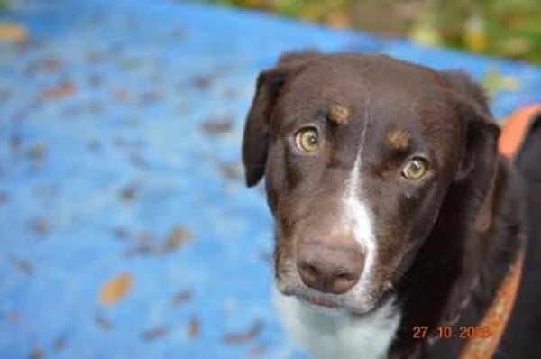 Chups eine hübsche liebevolle Labrador/ Aussie Hündin