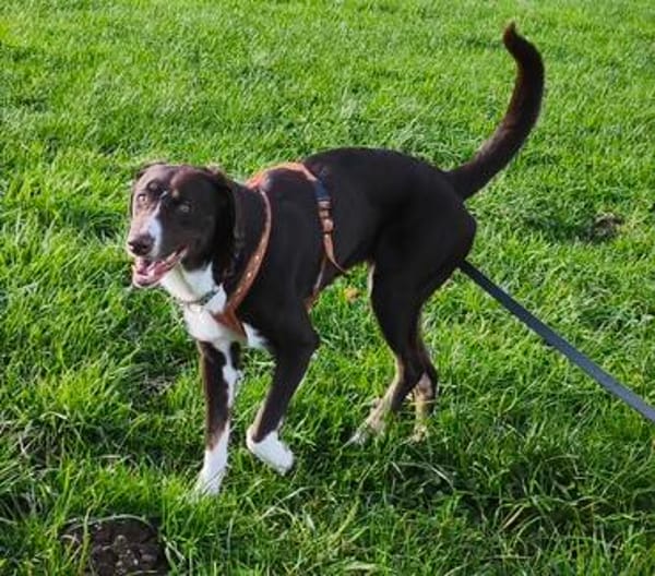 Chups eine hübsche liebevolle Labrador/ Aussie Hündin